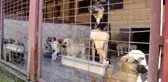 Kötü şartlar altında bakılan 97 köpek, tedavi altına alındı