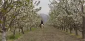 AFYONKARAHİSAR - Sultandağı'ndaki kiraz bahçelerinde foto safari