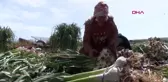 GAZİANTEP'TE YEŞİL SARIMSAK HASADI BAŞLADI