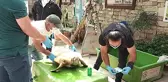İzmir'de silahla vurulan Caretta Caretta'nın ilk tedavisi Kuşadası'nda yapıldı