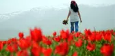 Muş Ovası kıpkırmızı