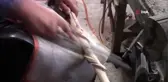 Hayvan figürlerini bastonlara işliyor