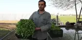 Sebze toptancısı aradığı yeşilliği bulamayınca kurduğu serasından ilk mahsullerini aldı