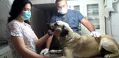Sokak köpeğine bıçakla saldırdılar, öldüremeyince kurşun yağdırıp kaçtılar