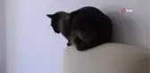 Bu otelde kediler çok rahat