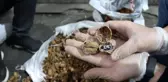 Ceviz kabuklarının içerisine gizlenmiş 153 kilo 550 gram afyon sakızı ele geçirildi