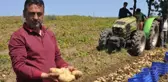 Datça'da patates üretimi tam kapanmada da sürüyor