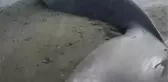 Dev Antarktika balinası Afrika kıyılarına vurdu