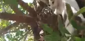 Sahibinin ağaçtaki kediyi Ege şivesiyle kurtarma çabası, gülümsetti