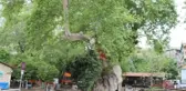 3 BİN YILLIK OLDUĞUNA İNANILAN 'MUSA AĞACI' ÇEVRESİNDE PANDEMİ SESSİZLİĞİ