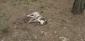 5 SOKAK KÖPEĞİ ZEHİRLENEREK ÖLDÜRÜLDÜ