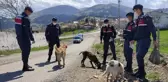 Aç kalan sokak hayvanlarını jandarma besliyor