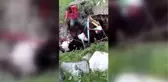 Foseptiğe düşen inek kurtarıldı