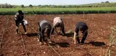 İşçi bayramında tarım işçileri sahada çalışıyor