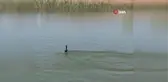 Tedavileri tamamlanan hayvanlar doğaya salındı