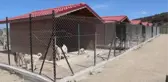 Yaralı bulunan kızıl şahin tedaviye alındı