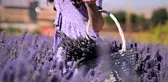Afşin'de kırsal kalkınma aromatik bitkilerle sağlanacak
