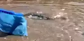 Alanya sahilinde dev balon balıkları sahile vurdu