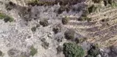 Çıkan yangında avokado ve muz ağaçları zarar gördü