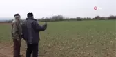 Kar yağışı Taşköprü sarımsağına ilaç oldu