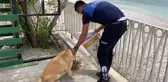 Kaş'ta tam kapanmada sokak hayvanlarına mama desteği