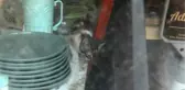 LOKANTADA MAHSUR KALAN KEDİ VE YAVRUSU, HAYDİ UYGULAMASI İLE KURTARILDI