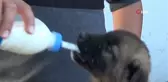 Sokakta bulduğu yavru köpeği biberonla besliyor