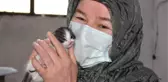 YAVRU KEDİ 'PAMUK'U SÜT ANNESİ EMZİRMEYE BAŞLADI