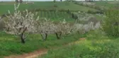 BALIKESİR - Bandırma Çakıl Mahallesi'nde bu yıl 150 ton kiraz rekoltesi bekleniyor