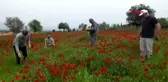 BALIKESİR GÜZELLİĞİ İLE ETKİLEYEN GELİNCİKLERDEN ŞERBET YAPACAKLAR