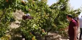 Hasadına başlanan Mut kayısısında 110 bin ton rekolte bekleniyor
