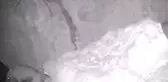 Nesli tükenme tehlikesindeki çizgili sırtlan fotokapanla görüntülendi