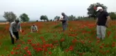 Şerbet için gelincik hasadı yaptılar