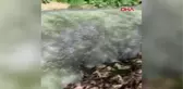 TEKİRDAĞ ÇİMENDERE'DE TOPLU BALIK ÖLÜMLERİ TEDİRGİN ETTİ