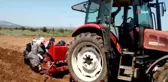 Üzümden kaçan çiftçiler korona savar kekiğe yöneldi