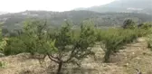 Erik üreticilerinden semt pazarlarının denetimli şekilde açılması talebi
