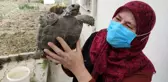 Kibrit kutusunda getirdi, 3 yıl terlik içerisinde büyüttü, şimdi evladı gibi seviyor