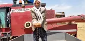 MARDİN'DE KURAKLIK NEDENİYLE MERCİMEK HASADI ERKEN BAŞLADI