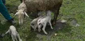 MERİNOS KIRMASI KOYUNU, BEŞİZ DOĞURDU