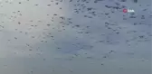 Ak pelikanların gökyüzünde mest eden dansı