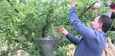 Manisa'nın 'dumanlı papaz' eriğinde hasat başladı