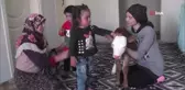 Erken doğan buzağıya evlerinde çocuk gibi bakıyorlar