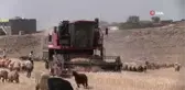 Kuraklık nedeniyle mercimek hasadına erken başlandı