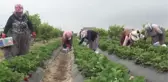 Tescilli Silifke çileği 15'ten fazla ülkeye ihraç ediliyor