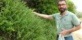 Balıkesir'de kekik hasadına başlandı