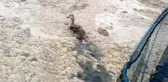 Deniz salyaları ördeklere de zor anlar yaşattı