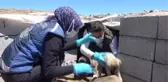 Erciş'te belediye ekipleri sokak hayvanlarını unutmuyor