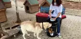 Hayvan barınağı yöneticisinin hesabını çaldılar, hayvanseverleri dolandırdılar