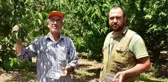 'KİRAZIN BAŞKENTİ' KEMALPAŞA'DA, REKOLTEYİ DON VURDU