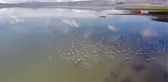 Van Gölü Havzası'nın narin kuşları flamingolar